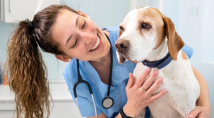 Veterinarios: una profesión cada vez más importante para la salud pública