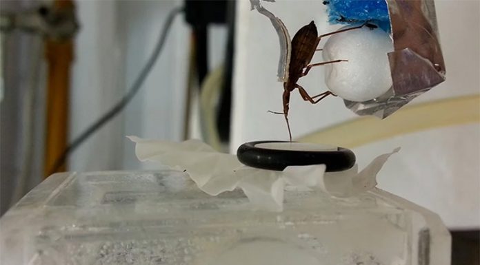 Pruebas rápidas para el Chagas: un avance clave para el acceso al diagnóstico en centros de salud