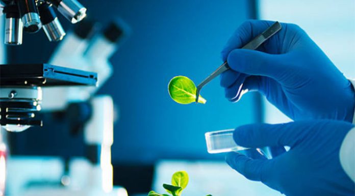 Primera patente internacional de la FAUBA, una invención biotecnológica para aumentar los rindes