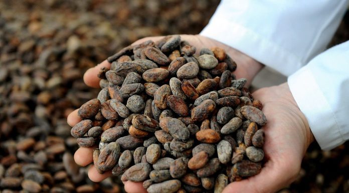 Internacionales: Ecuador se posiciona como “cuna de origen” del cacao en el mundo