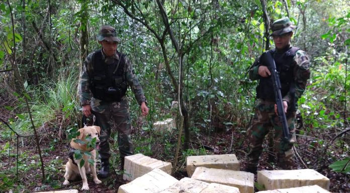 Misiones: Prefectura incautó más de 730 kilos de marihuana, droga que está valuada en más de 110 millones de pesos