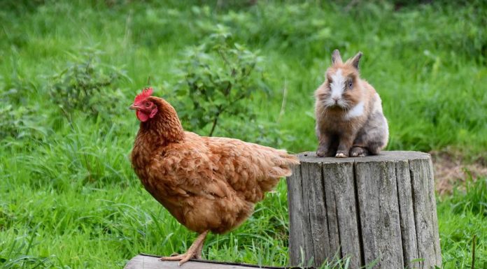 Los animales de granja y la no violencia son las efemérides especiales de la jornada