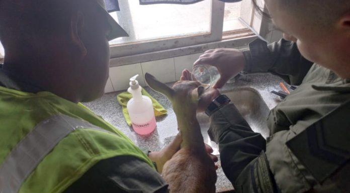 Ley 22.421: Buenos Aires: Los detienen por trasladar animales faenados, perros de caza y un antílope