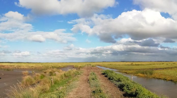 La degradación alcanzó a los humedales costeros de Samborombón