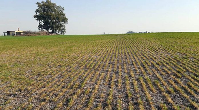 La sequía pone en jaque al norte bonaerense: qué municipios pedirán la emergencia agropecuaria
