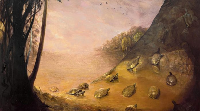 El Fondo Nacional de las Artes anuncia las obras seleccionadas en el Concurso de Artes Visuales