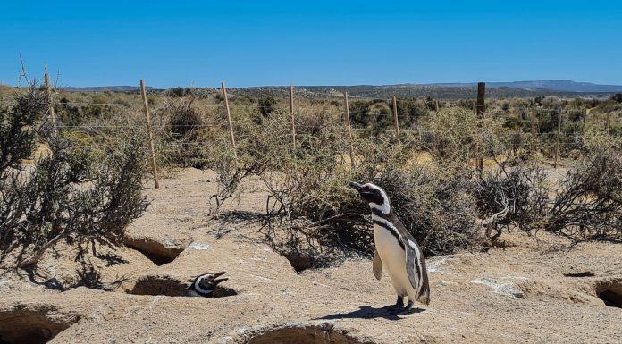 Presentan Denuncia: La matanza de pingüinos en Punta Tombo generó que organizaciones presentan querella penal