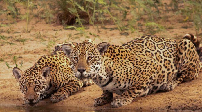 Día Internacional del Yaguareté: conocemos seis datos del felino más grande de América con la esperanza de que no se extinga