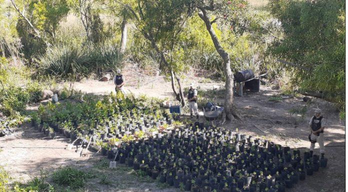 Prefectura incautó una plantación de marihuana en Zárate y hay tres detenidos