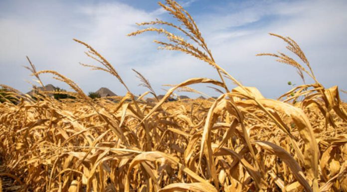 Pronostican un 70% de probabilidades de que La Niña se desarrolle en los próximos tres meses