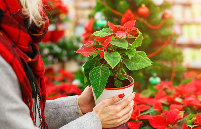 Todo lo que debes saber sobre la Flor de Nochebuena - EL DEBATE