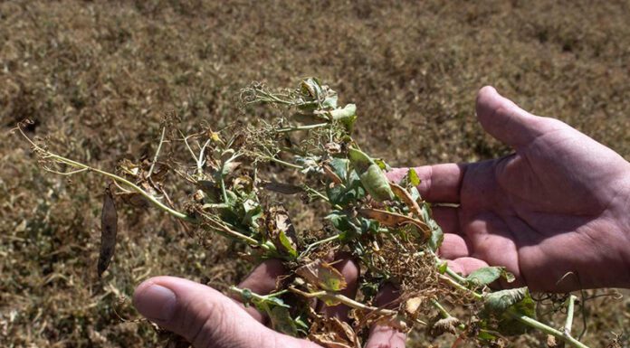 SEQUÍA SEVERA: La Niña se debilita, pero deja consecuencias graves