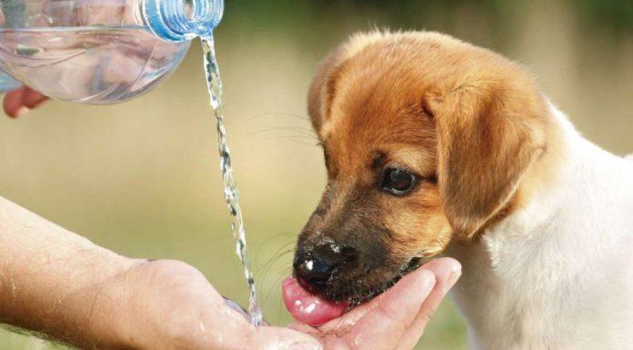 Mascotas y Altas Temperaturas: Pautas a tener en cuenta porque el calor en un factor poco reconocido en el bienestar animal