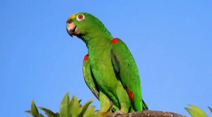 Cómo se transmite a los seres humanos la psitacosis, la enfermedad bacteriana de las aves