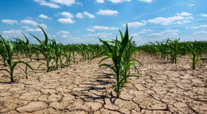 Provincia: Otorgó $2.114 millones en créditos a productores rurales por la sequía