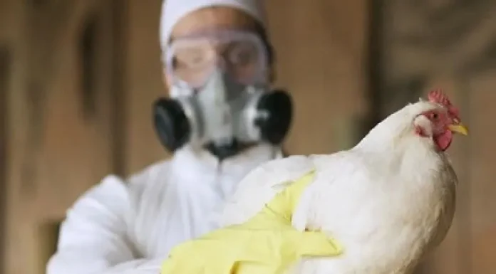 Alerta por gripe aviar: sacrificaron a medio centenar de patos, gansos y gallinas en Puan