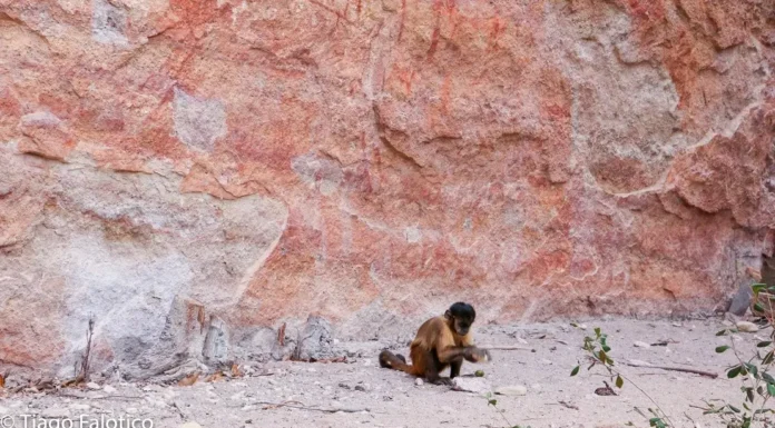 Poblamiento americano: un proceso más reciente de lo pensado
