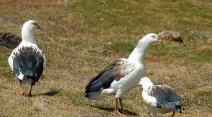 Gripe aviar: recomendaciones ante la detección de aves silvestres infectadas en Jujuy