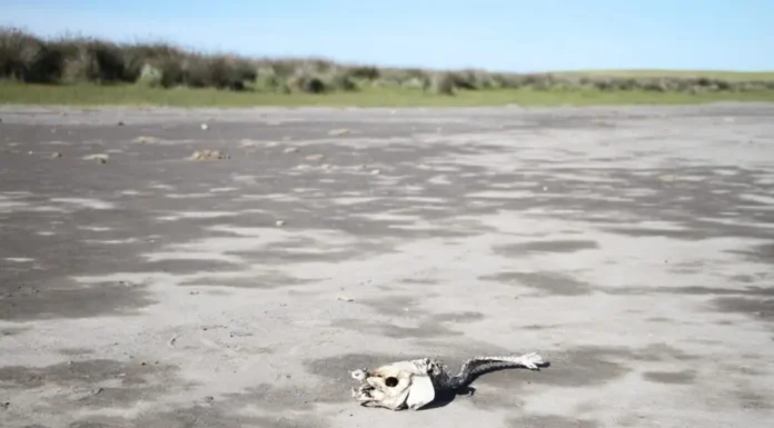 Tierra resquebrajada: la sequía genera nuevas postales en las lagunas bonaerenses