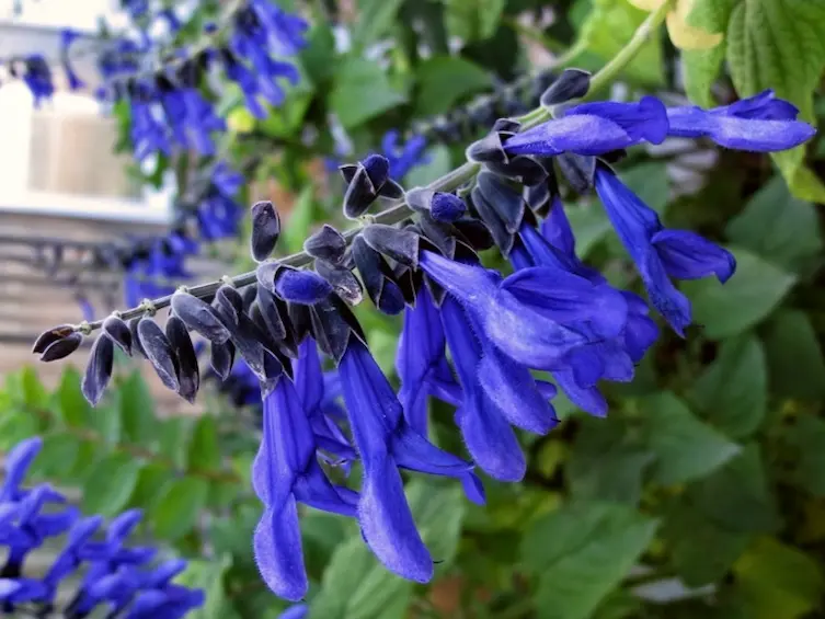 Lanzan catálogo provincial de plantas nativas: enterate cuáles son y dónde están