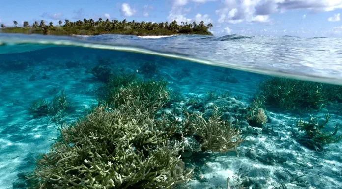 Tras 15 años de discusión, la ONU alcanzó un acuerdo clave para la preservación de los océanos