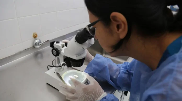 Estudian bioinsecticidas hechos con hongos como alternativa al uso de los agroquímicos