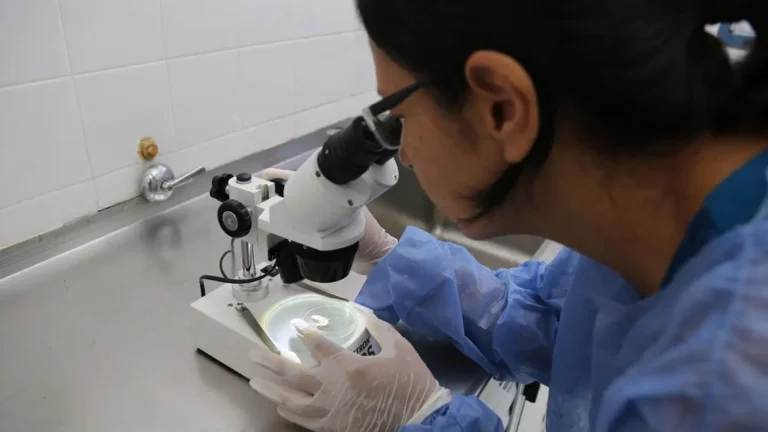 Estudian bioinsecticidas hechos con hongos como alternativa al uso de los agroquímicos 