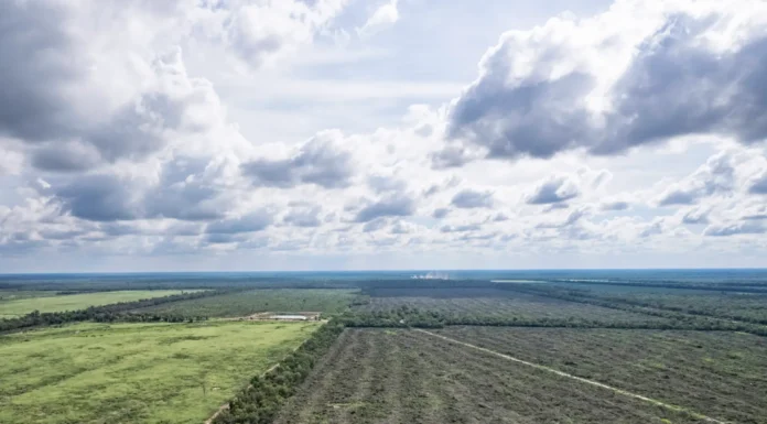 Más desmontes en Formosa: Greenpeace denuncia complicidad del gobierno provincial