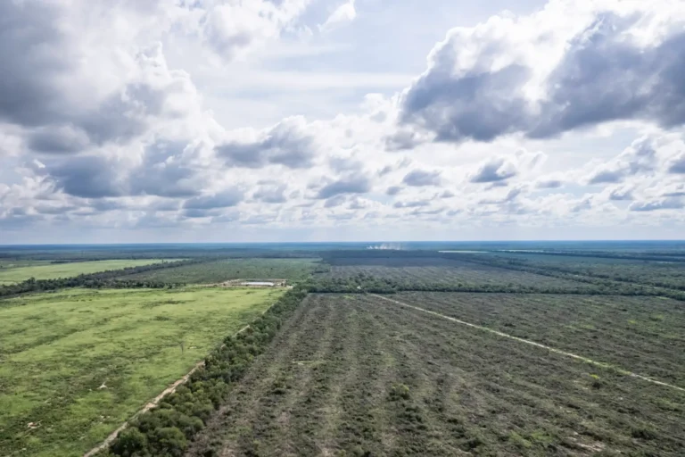 Más desmontes en Formosa: Greenpeace denuncia complicidad del gobierno provincial