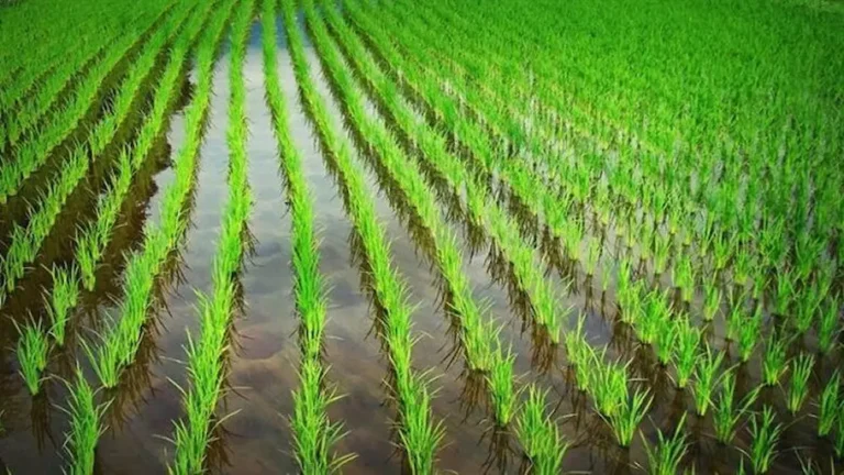 Los productores de arroz se redujeron 70% en las últimas tres décadas