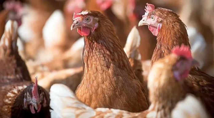 Confirman primer caso de gripe aviar en aves de corral y suspenden las exportaciones