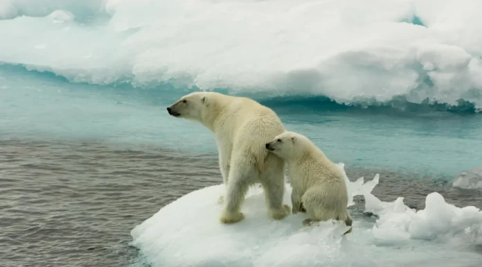 Estudio de opinión muestra que el 90% de los encuestados cree que Argentina está afectada por el cambio climático