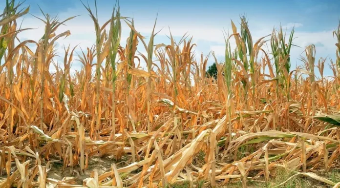 CAMPO – ÍNDICE DE CONFIANZA: El 83% de los productores manifiestan que su situación financiera es peor que la de un año atrás