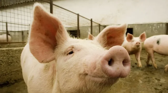 Triquinosis: detectan un caso en Tandil y decomisan 90 kilos de carne de cerdo