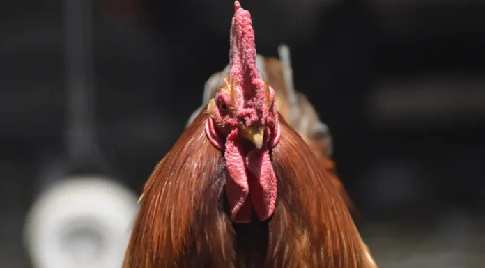 Gripe aviar en Argentina: mueren más de 230 mil aves en diversos establecimientos