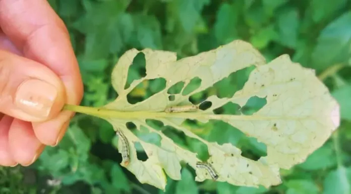 Sustitutos de agroquímicos: Provincia creó registro de elaboración y comercialización de biopreparados