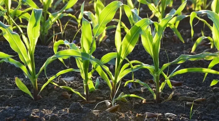 Productores argentinos obtienen un 6 sobre 10 en sustentabilidad