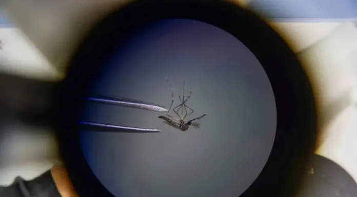 Dengue: los casos en provincia ya superan los 3.000 y piden continuar con la prevención pese al frío