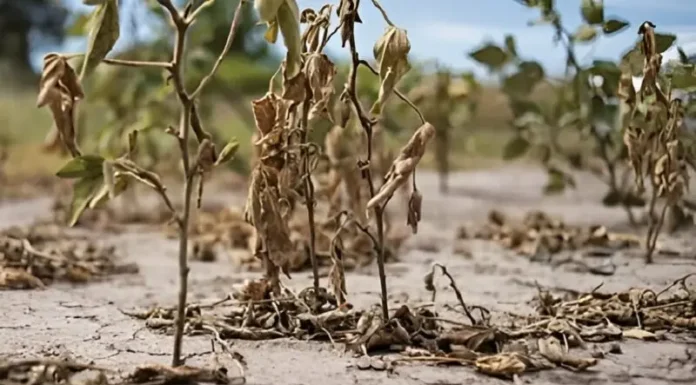 Por la sequía, el ingreso de dólares de la agroindustria cayó a niveles récord