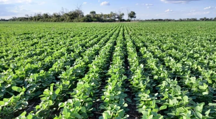 Carbap rechazó el dólar “agro”: es una medida “injusta” y “cortoplacista”