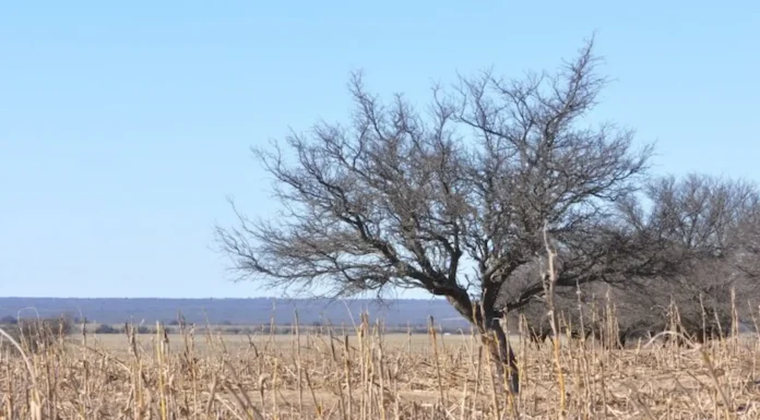 Incluído Zárate: Prorrogan la emergencia por sequía en casi la mitad de los distritos bonaerenses