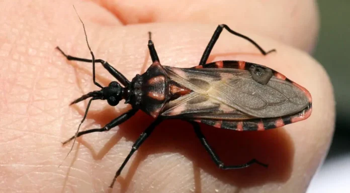 Día Mundial del Mal de Chagas: Los menores de 10 años de zonas no tratadas con insecticidas, son el grupo de mayor riesgo