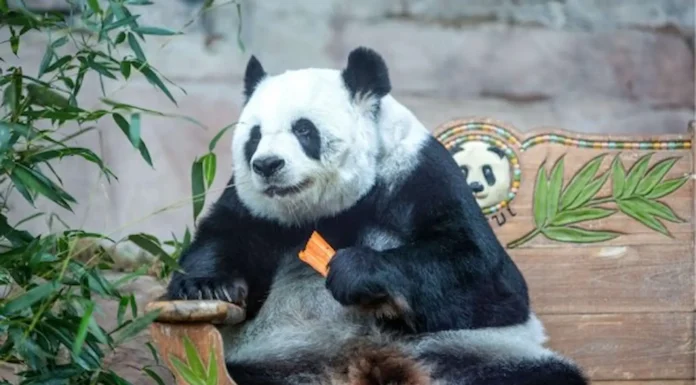 Una triste noticia: Se dio a conocer que ha fallecido la osa panda de 21 años en Tailandia