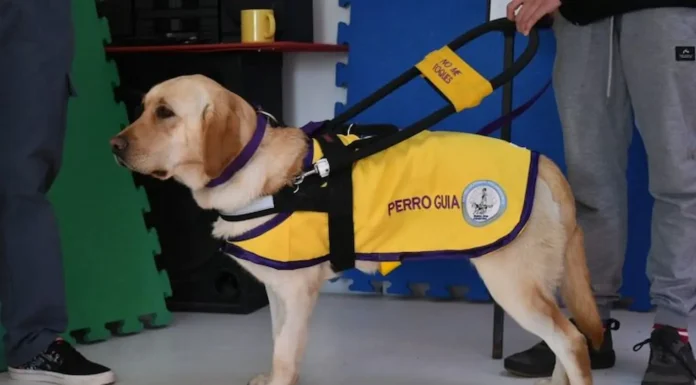 Un Perro para Tami: Falta muy poco para recibir su compañero de vida ya que solidariamente se juntó el dinero para su adquisición