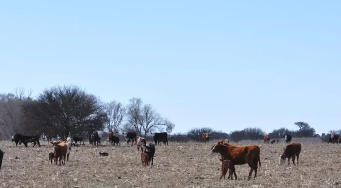 Por las lluvias, bajó la superficie con sequía pero en la provincia afecta a 50 municipios del interior