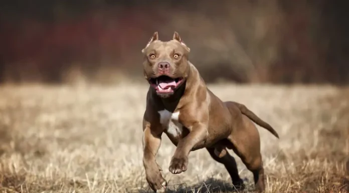 Olavarría: un niño de ocho años murió luego de ser atacado por un pitbull de su familia