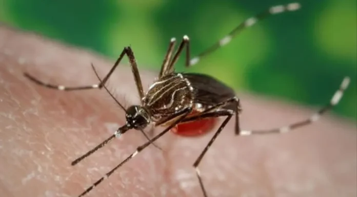 Detectan un genotipo de dengue que no había circulado antes en Argentina