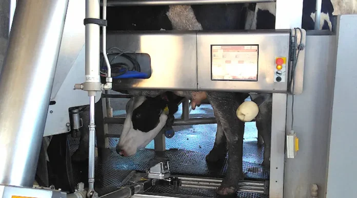 Vacas ordeñadas por robots: El futuro ya llegó