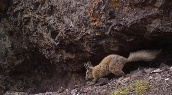 Más de 85 mil hectáreas de biodiversidad pueden ser el primer Parque Nacional de Mendoza