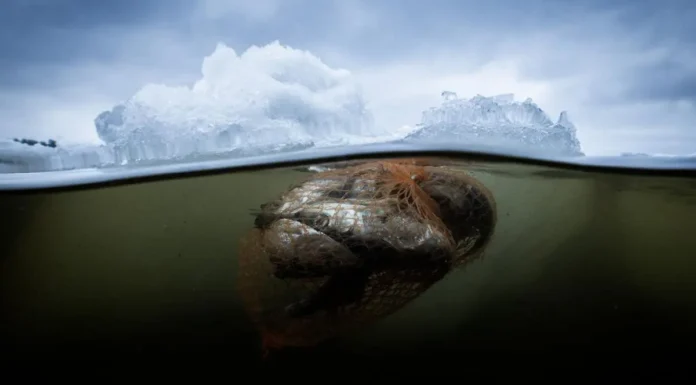 Una reunión de 175 países busca consensuar un tratado contra la contaminación por plástico